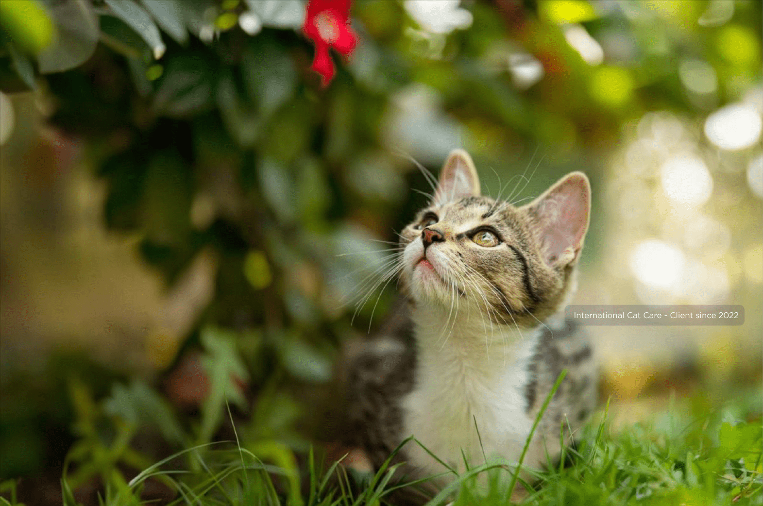 Cat in garden looking at a flower